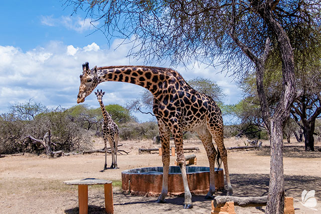 Nguuni Nature Sanctuary, Kenya