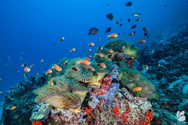 Diving spre corali