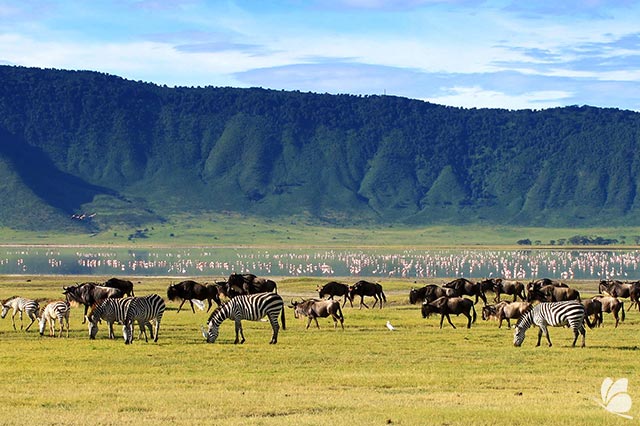 Craterul Ngorongoro, Tanzania