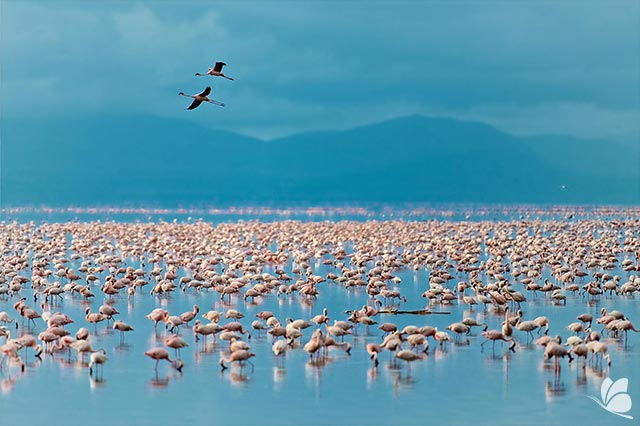 Lacul Manyara, Tanzania