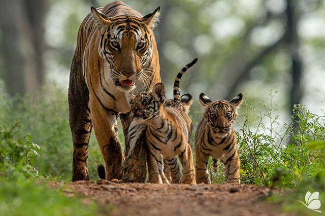 India - Parcul National Kanha
