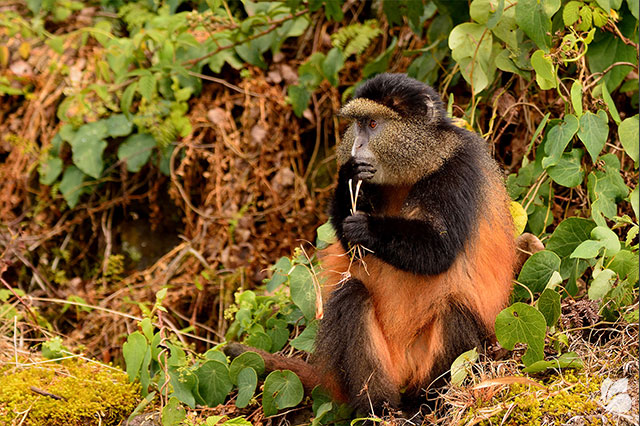 Cimpanzeu in Rwanda, Africa