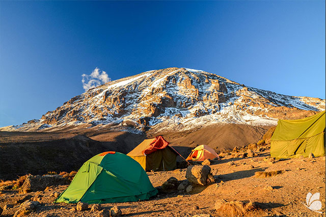 Cucerind Kilimanjaro, Tanzania, Africa