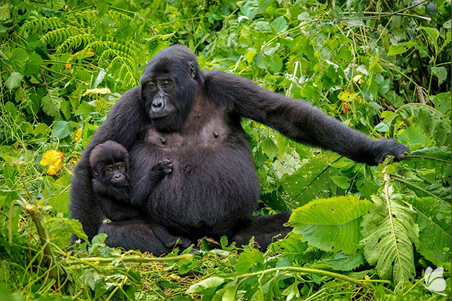 Intalnire cu gorilele in Uganda, Africa