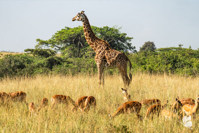 Safari in Tanzania