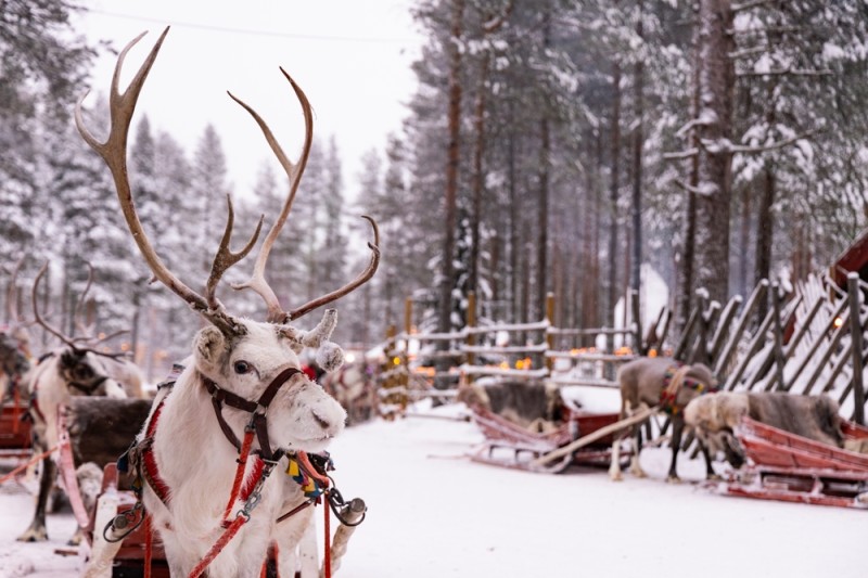 plimbare cu reni in Laponia iarna