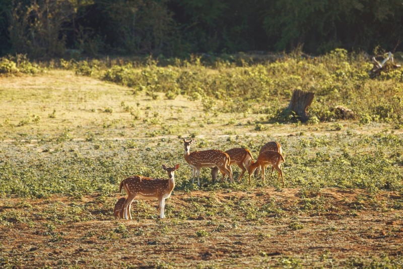 Parcul National Udawalawe, Sri Lanka