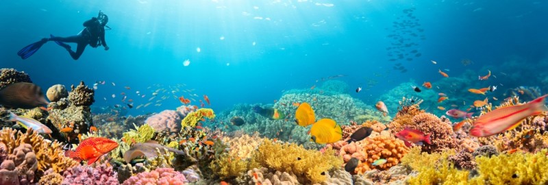 Scufundari scuba in recife Insulele Perhentian
