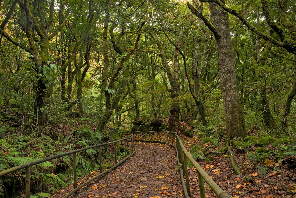 Levada do Caldeirão Verde